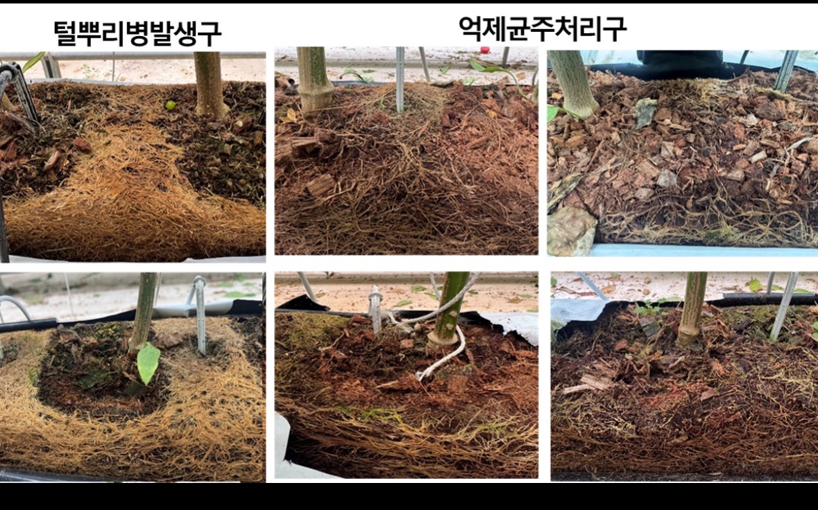 경남도, 털뿌리병 억제균주로 파프리카 안전생산에 한 발 더